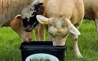 What Your Sheep Need to Thrive: Spring & Summer Care